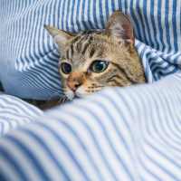 Cute kitten inside her apartment at Georgia West in Silver Spring, Maryland