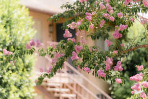 Close up of flowering tree branches at Casa Sierra in Riverside, California