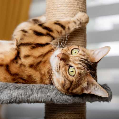 Happy kitten relaxing in their home at Cottage Street at eTown in Jacksonville, Florida