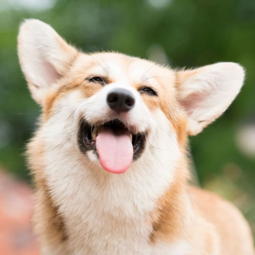 A corgi at Gela Point in Virginia Beach, Virginia