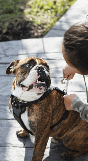 Pet-Friendly at The Abbey at Briar Forest in Houston, Texas
