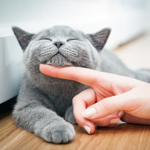 A resident petting a cat in a home at South Mesa II in Oceanside, California