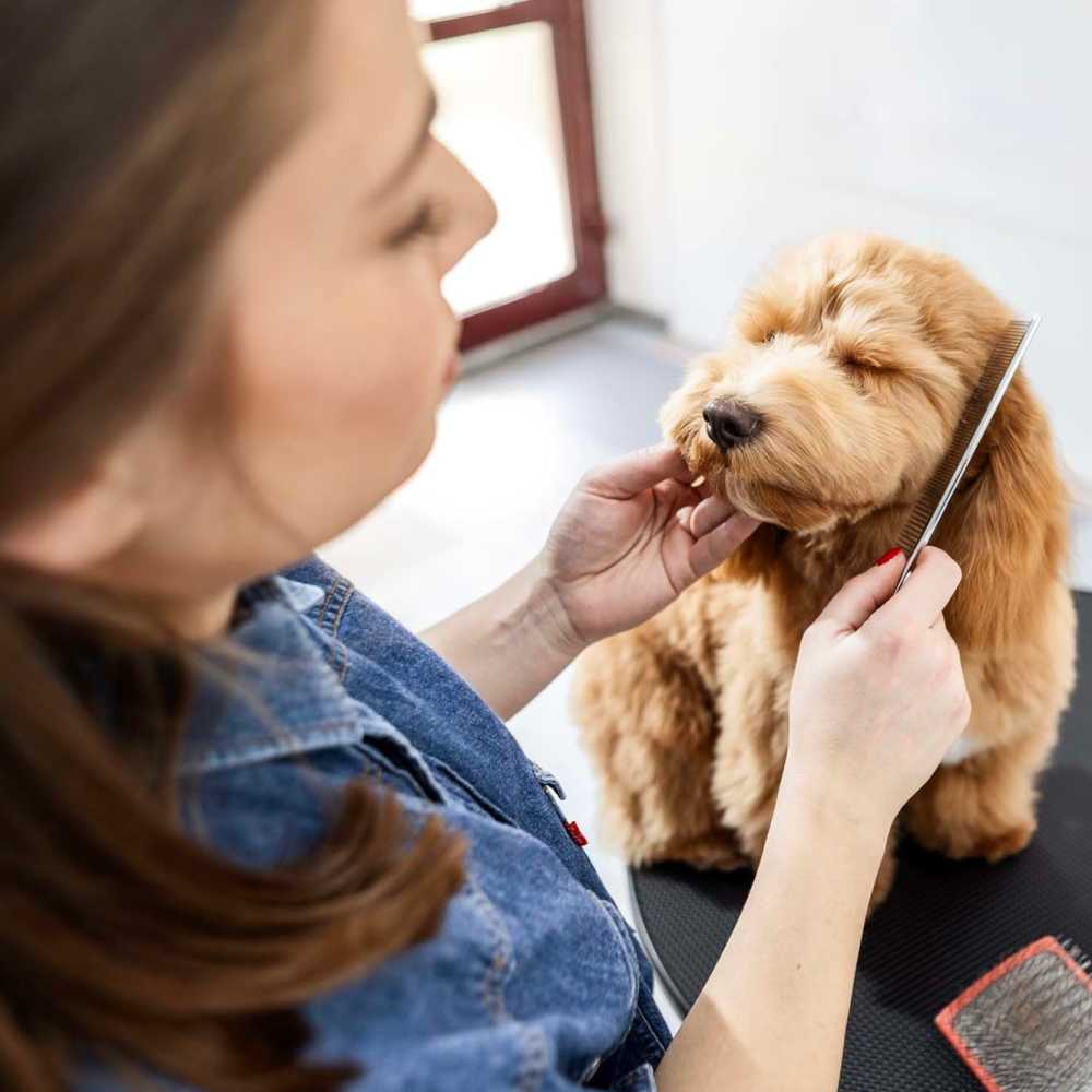 A woman grooming her pet dog at The Ariel in Charlotte,North Carolina