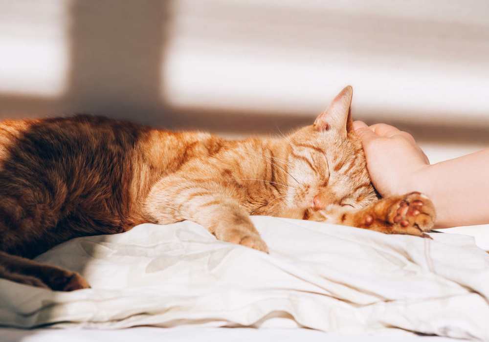 Resident plying with her cat at The Summit Apartments in Athens, Texas