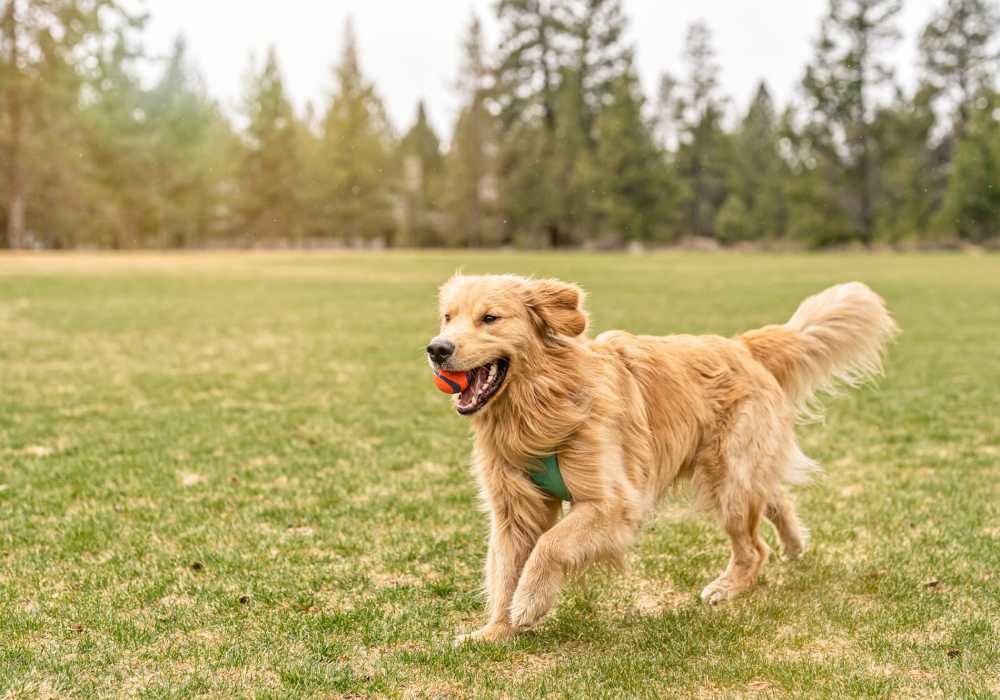 Pet dog in park at Stonehurst Manor and Harrison Court in Upper Darby Township, Pennsylvania
