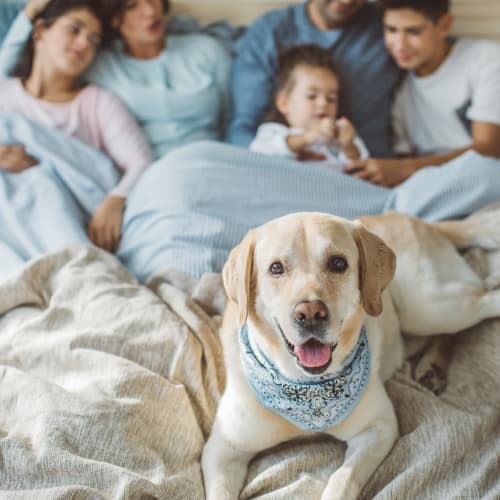 A dog with a family in a home at The Village at Carolina Meadows in Chesapeake, Virginia