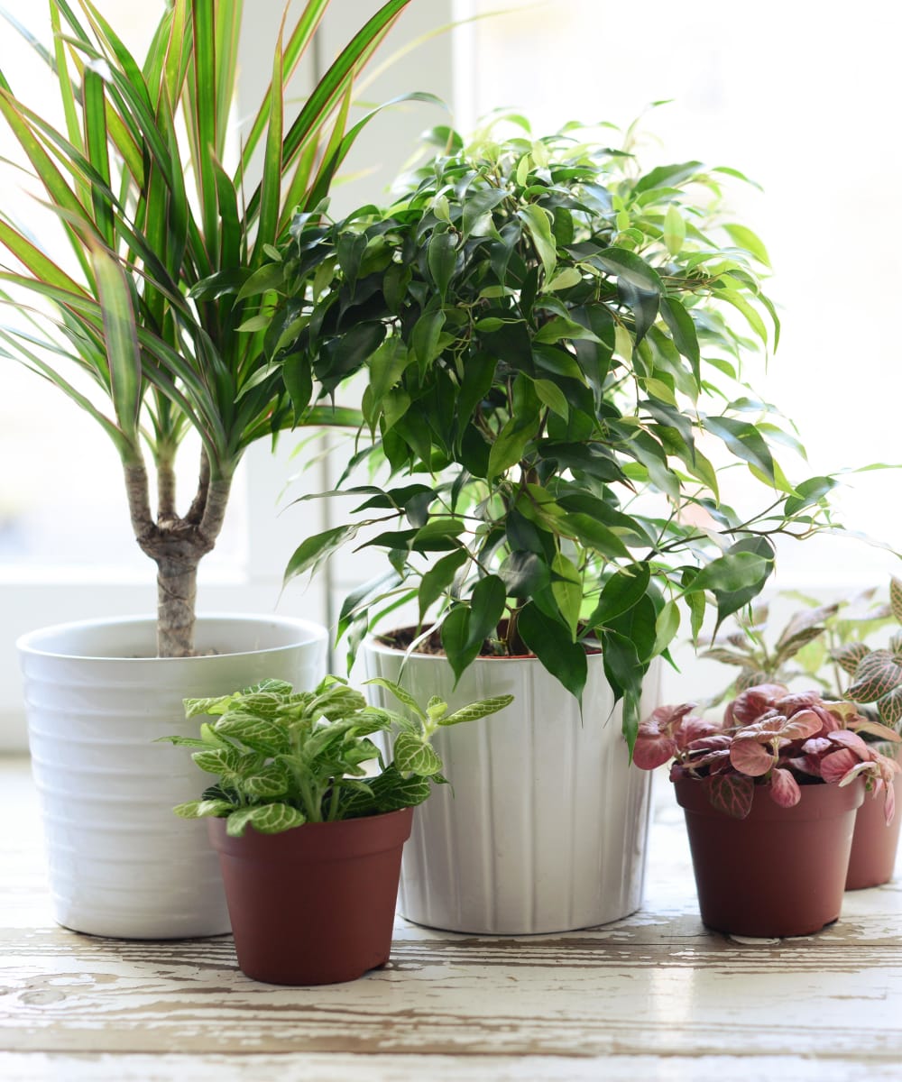 Very green and luscious house plants at Sofi Lyndhurst in Lyndhurst, New Jersey