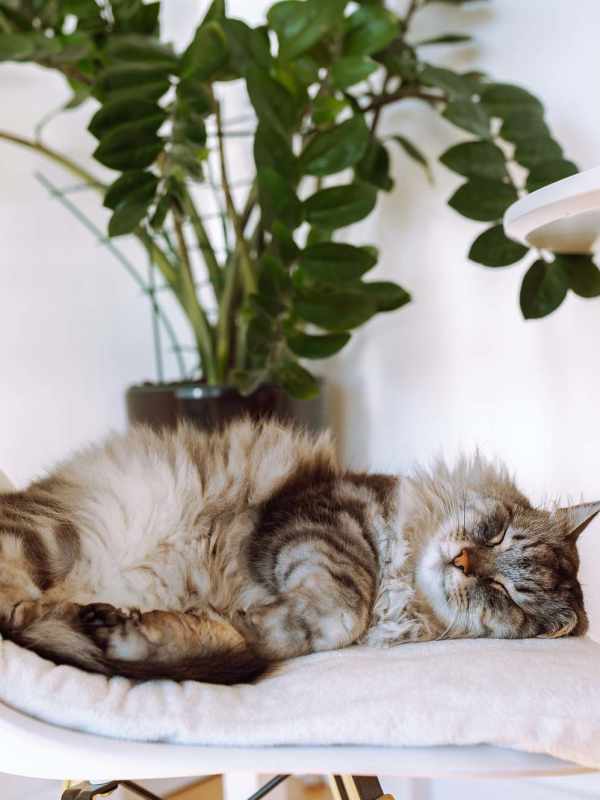 Sleeping cat in a pet-friendly apartment at Villas on Van Buren in Tolleson, Arizona