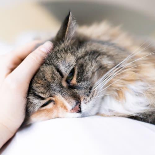 A house cat laying down at Wood Road in Annapolis, Maryland