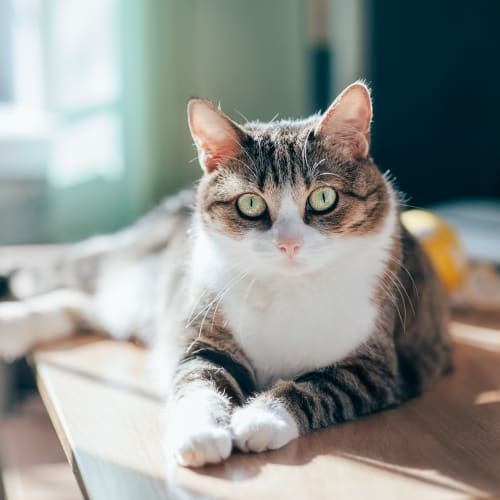 A house cat laying down at Constellation Park in Lemoore, California