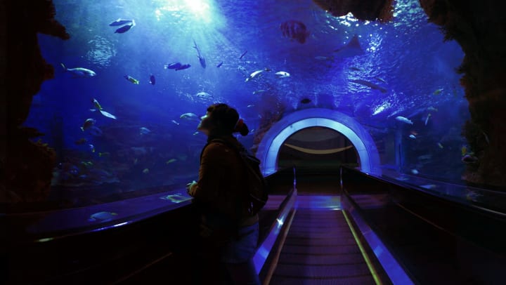 Woman in aquarium tunnel | Tennessee Aquarium near Ooltewah
