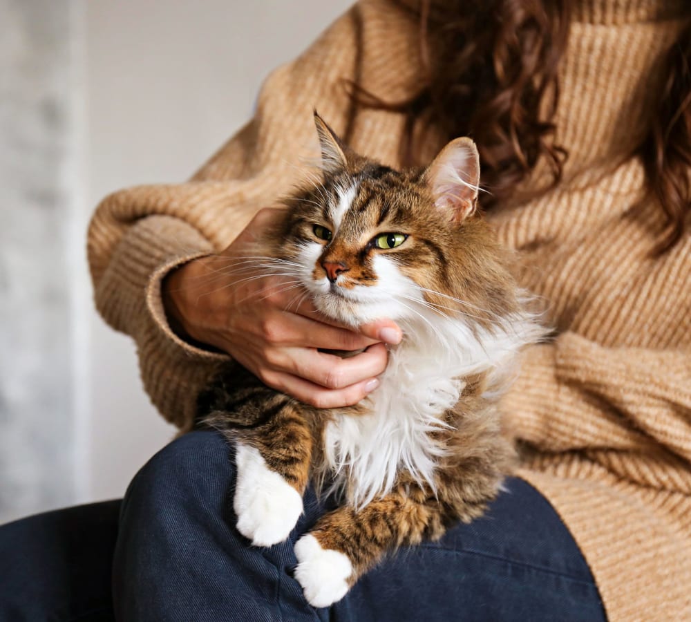 Resident petting their cat at Lakeview Residences in Aurora, Illinois