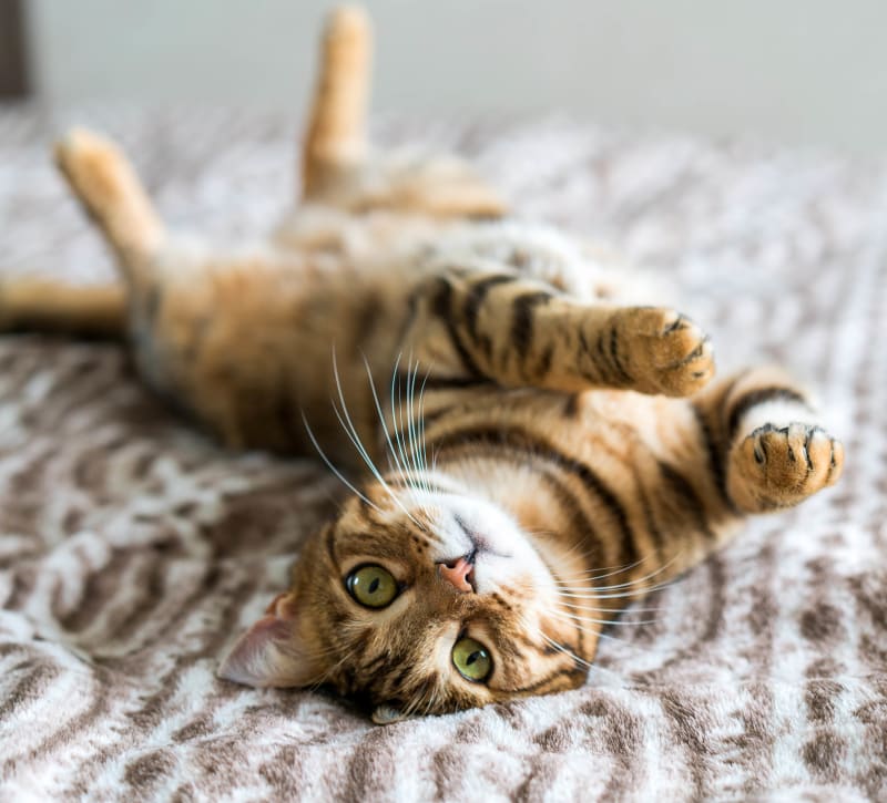 Resident kitten stretching out on her owner's bed at Janet Circle in Columbus, Ohio