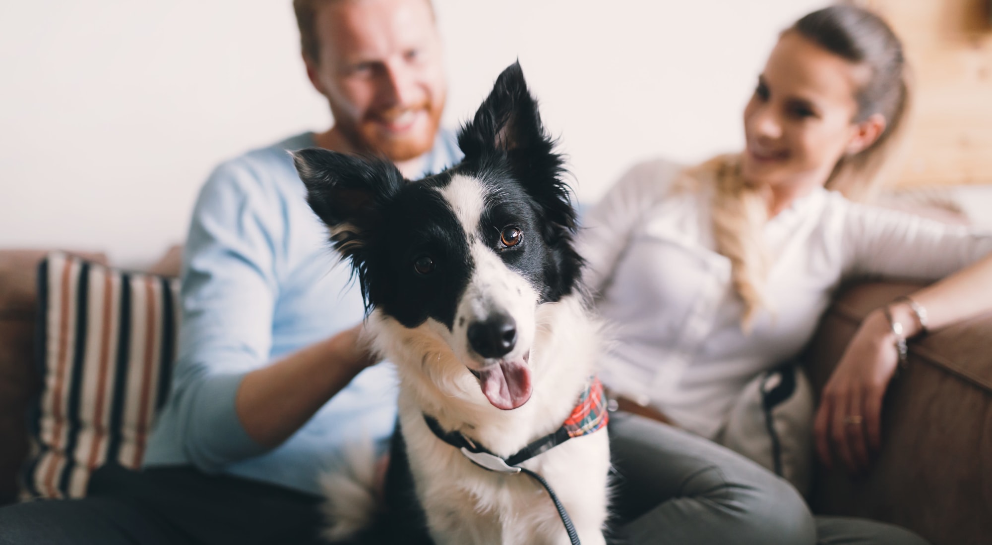 Pet-friendly apartments at Britton Woods in Dublin, Ohio
