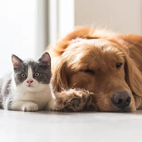 Dog and cat relaxing together in their new home at Alaqua in Jacksonville, Florida