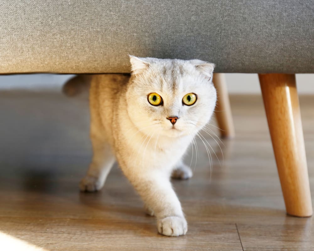 Cat walking around an apartment at The August Apartments in Lexington, Kentucky