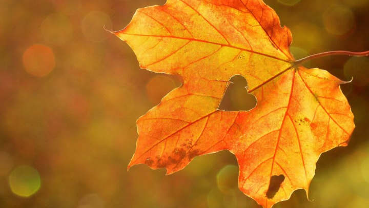 Orange and yellow maple leaf during the autumn season