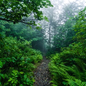 Lush greenery near West Lake Vistas in Austin, Texas