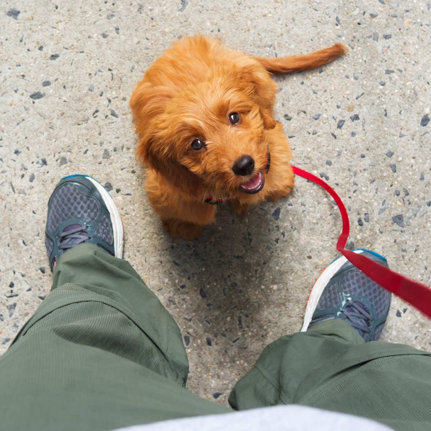 Puppy at The Quarters at Lincoln in Lincoln, Nebraska