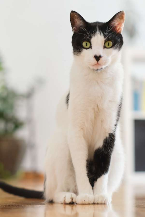 Pet-friendly senior living at Merrill Gardens at Sheldon Park in Eugene, Oregon