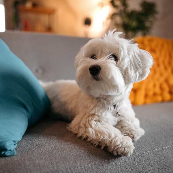 Dog sitting on a couch in living room at Laguna Shores Apartments in Corpus Christi, Texas