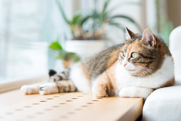 Cat looking out a window at Vernon Oaks in Edina, Minnesota