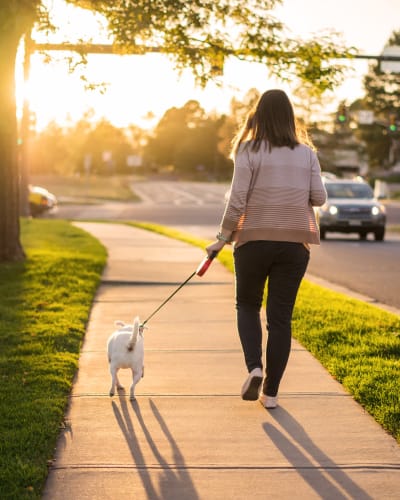 Resident walking her dog near Indigo Stuart in Stuart, Florida