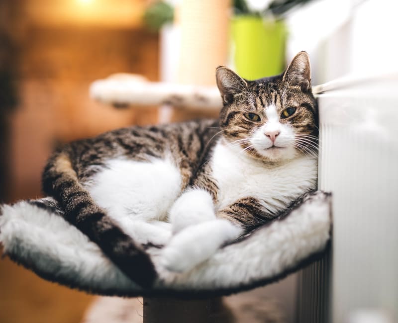 Cat enjoying her new apartment home at Hidden Creek in Morrow, Georgia
