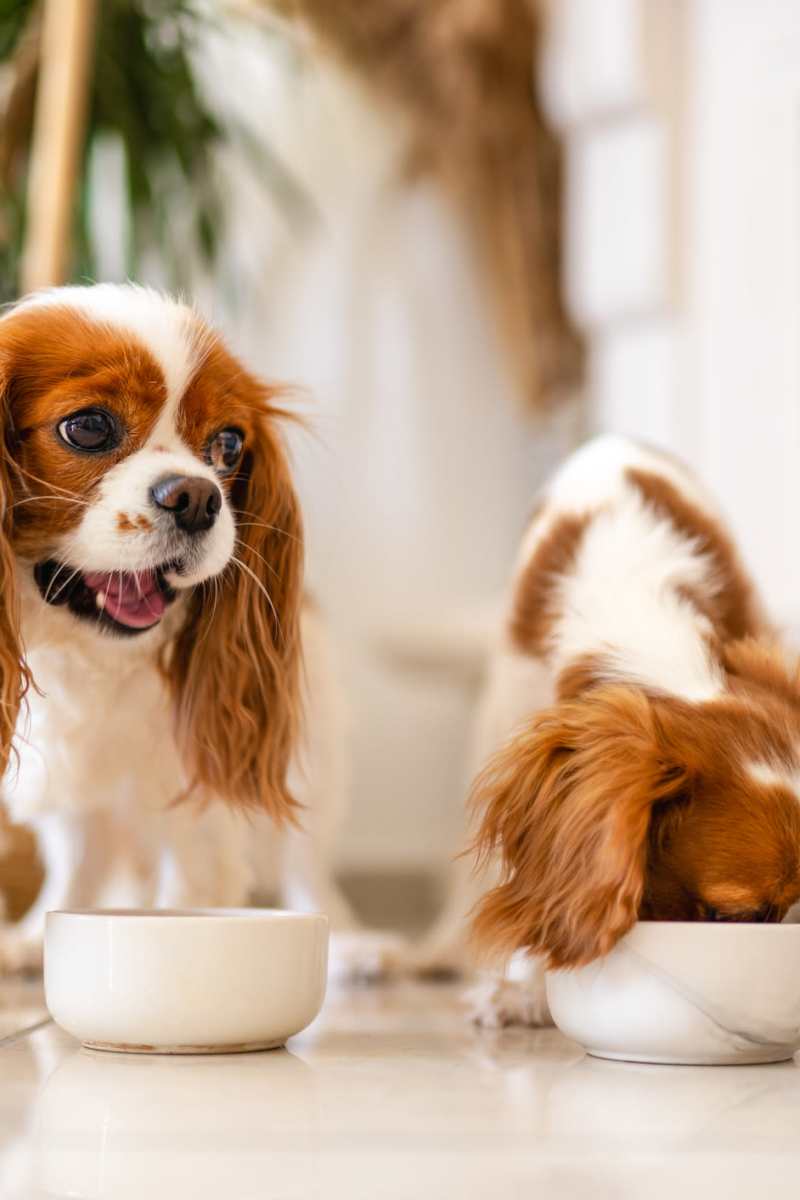 View pet-spa at One West Hartford in West Hartford, Connecticut