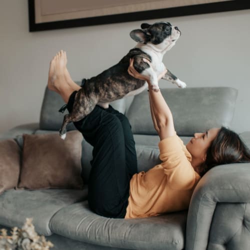 Resident playing with her French bulldog on the couch in their pet friendly home at Vista Creek Apartments in Castro Valley, California
