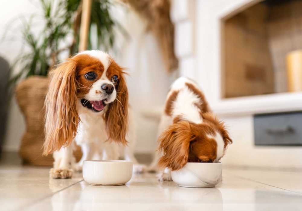 Puppy having food at Courtyard Apartments in Columbia,Missouri