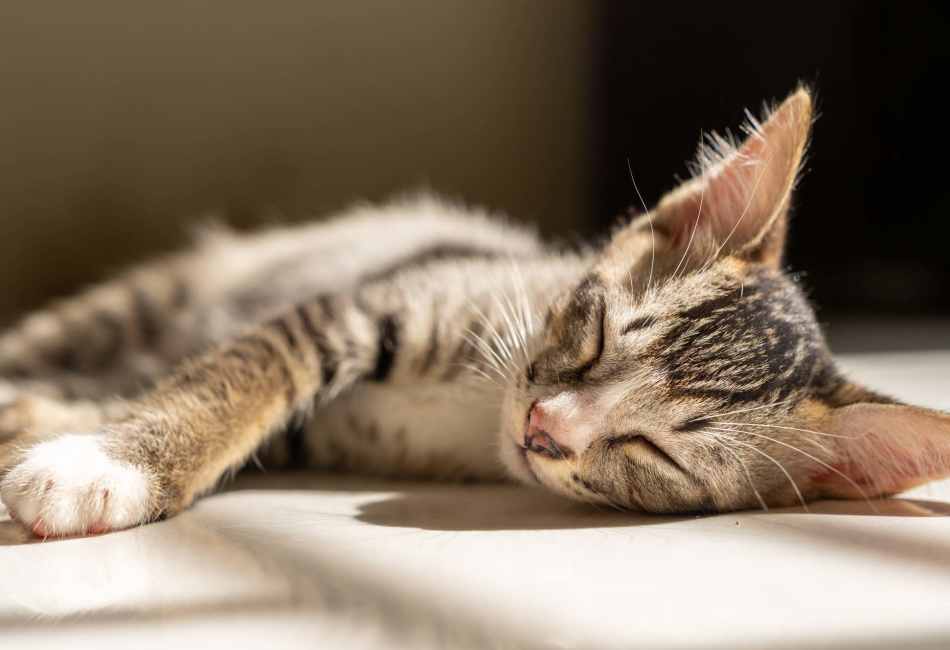 Cute cat sleeping at Breckinridge Point Apartments in Richardson, Texas