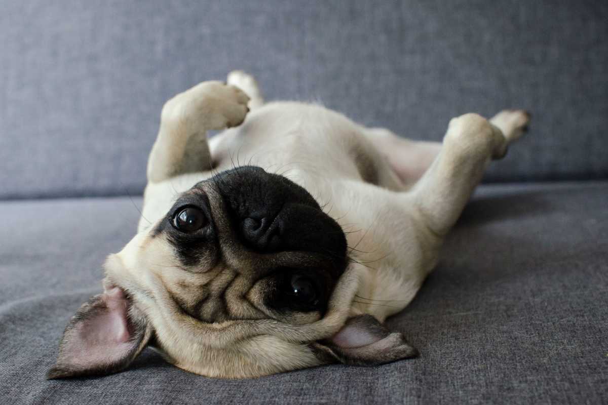 Cute pug rolling upside down at Azalea Park I and II in Meridian, Mississippi 