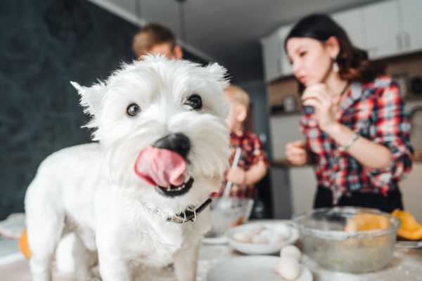 Happy puppy and her owner in their kitchen at The Canopy Apartment Villas in Orlando, Florida