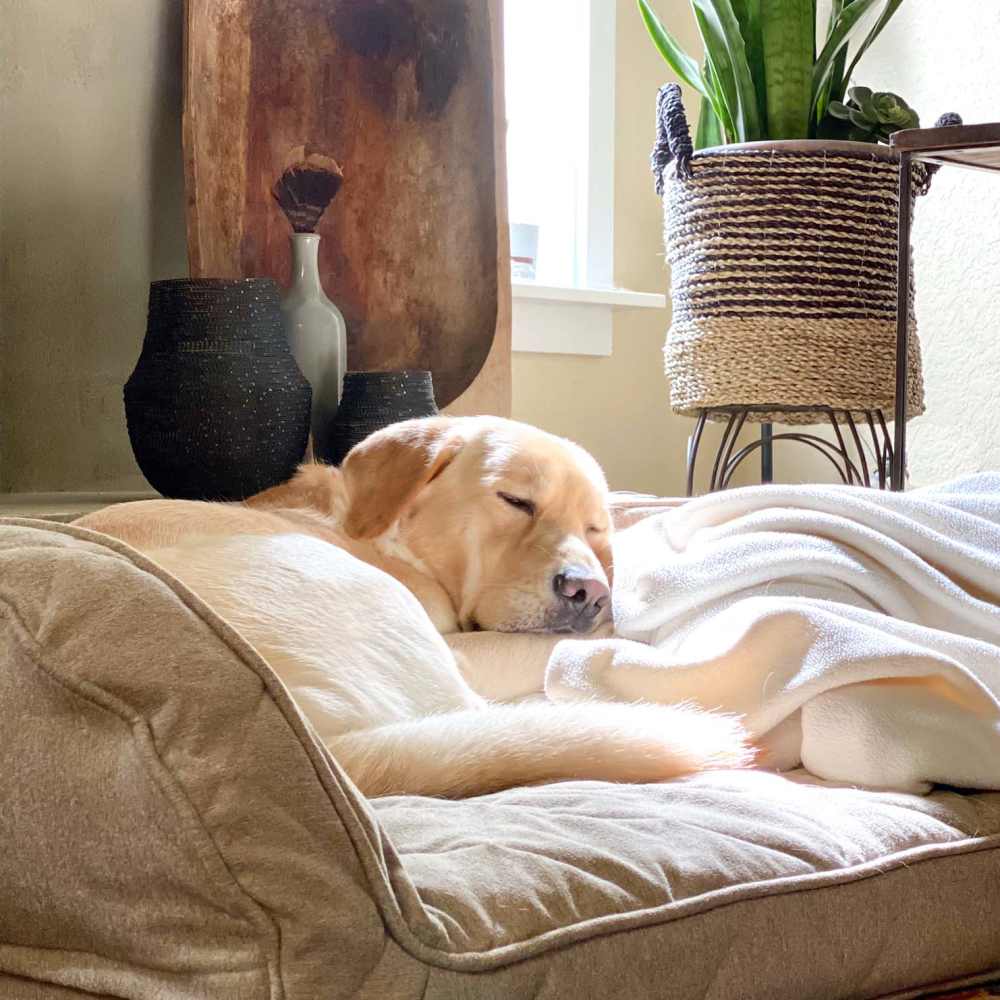 Pet-friendly at Flats On Wakefield in San Antonio, Texas