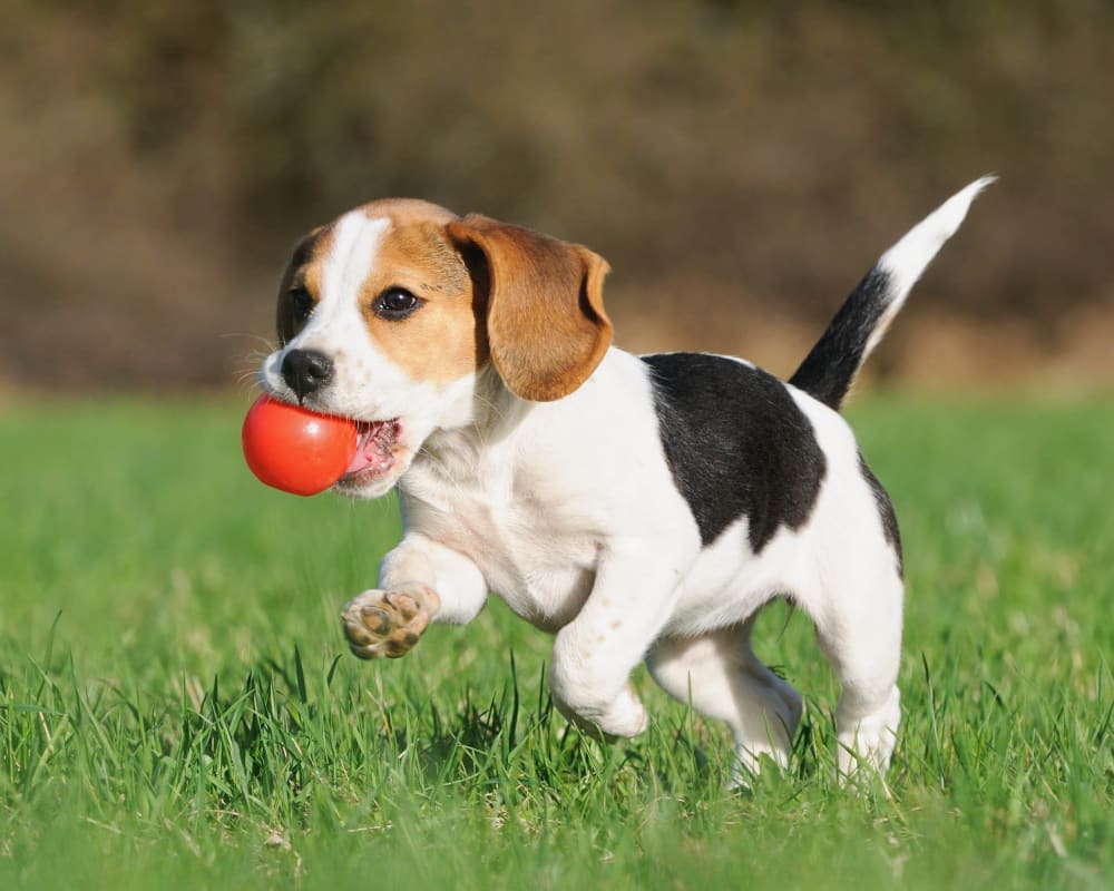 Happy pup running with his red ball outside at Olympus Hillwood in Murfreesboro, Tennessee