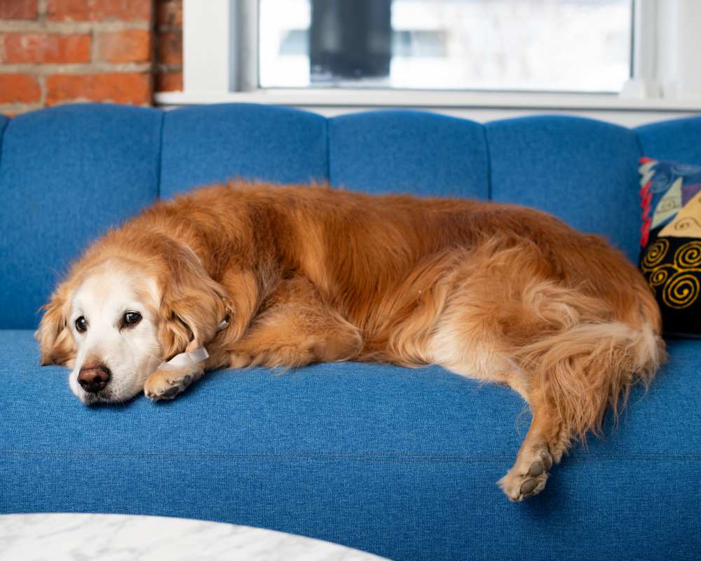 A dog laying on a couch at Eclipse Apartments in Richmond, Virginia