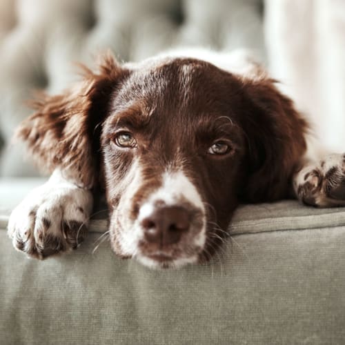 A puppy resting on a couch at Silver Strand II in Coronado, California