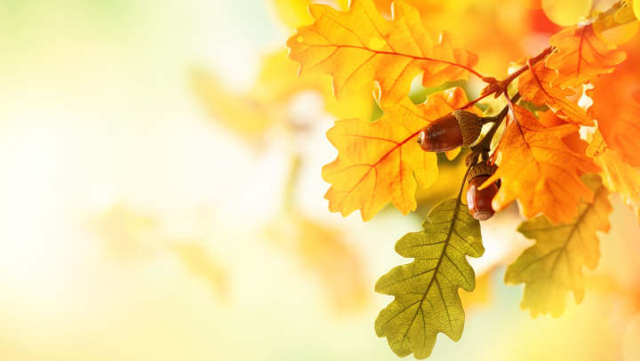 Beautiful image of fall leaves hanging in the sun