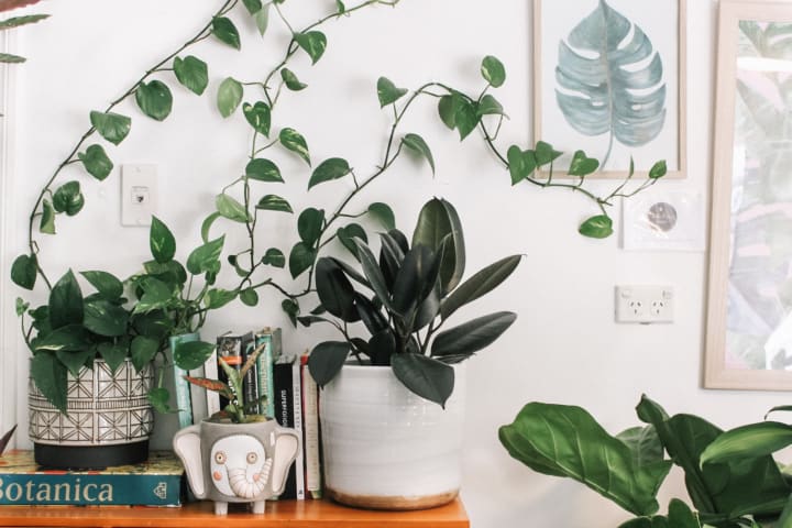 A pathos plant climbs the wall behind it as it sits on a shelf 