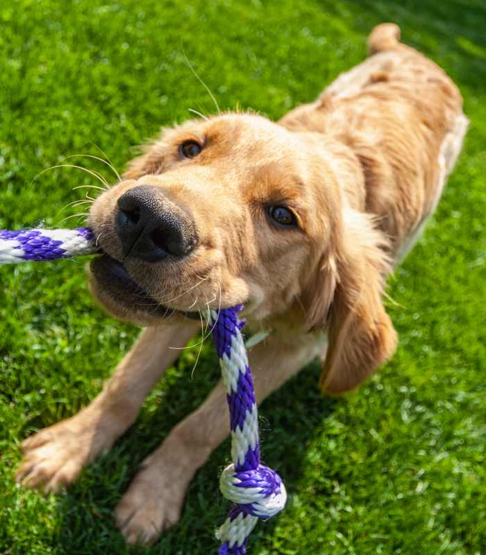Dog in the pet park at Edgewood Group Apartments in Merrillville, Indiana