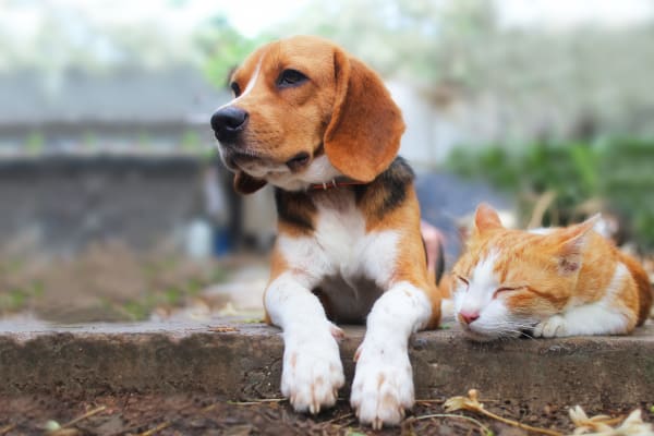 Dog and cat loving their new neighborhood at Laurel Pines Apartments in Richmond, Virginia