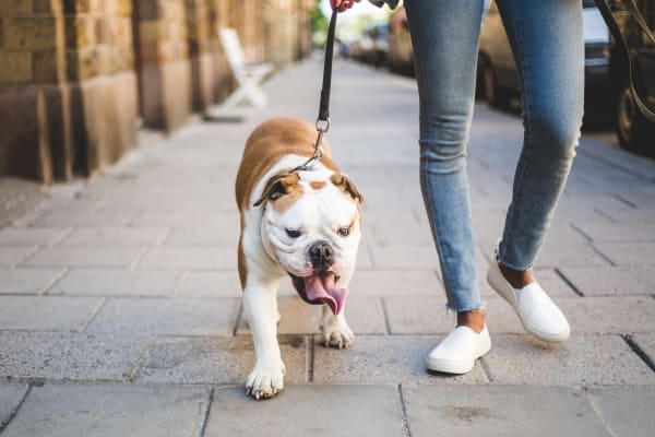 Resident walking her bulldog around the neighborhood at Union Square Apartments in North Chili, New York