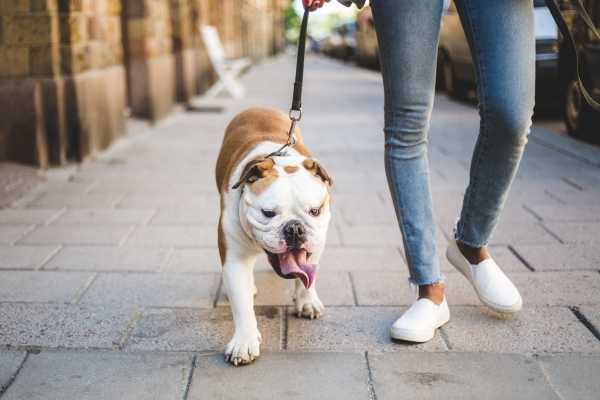 Resident walking her bulldog around the neighborhood at Residences at The Streets of St. Charles Apartment Homes in Saint Charles, Missouri