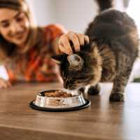 Resident feeding food to a pet indoors at WaterWalk Boise - Meridian in Meridian, Idaho