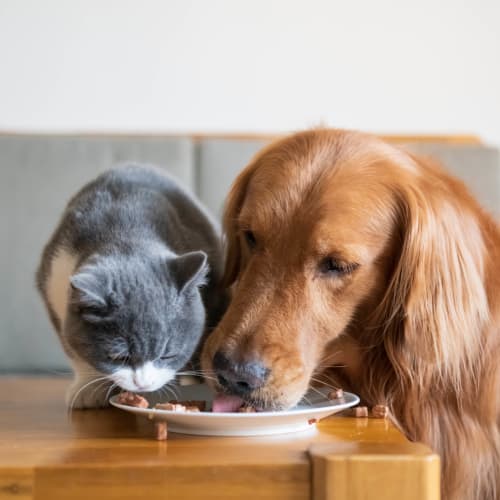 Dog and cat sharing a bowl of food in their home at Town Commons in Gilbert, Arizona