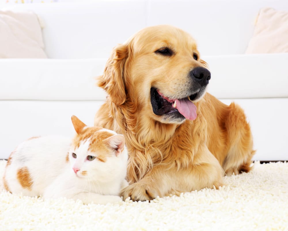 Resident dog and cat relaxing on the rug in their new home at Tacara at Westover Hills in San Antonio, Texas