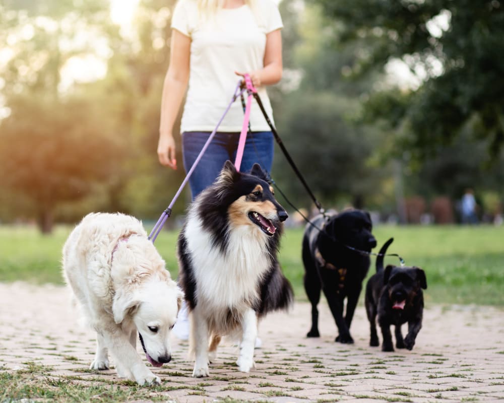 Resident walking dogs at Reagan Park in Lemoore, California