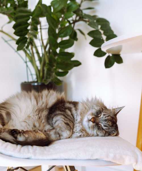 Cat sleeping at Brookside Commons in Meadville, Pennsylvania