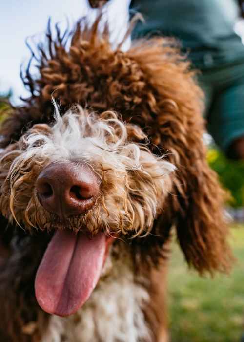 A smiling dog outside with its owner at Covington Park in Jackson, Mississippi